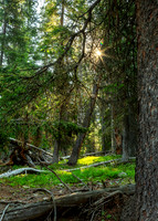 Morning Light