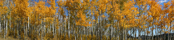 Crazy Woman Aspens
