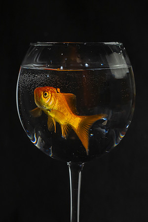 14WL7goldfishinwineglass