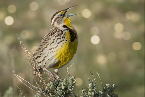14WL5meadowlark singingbokeh2