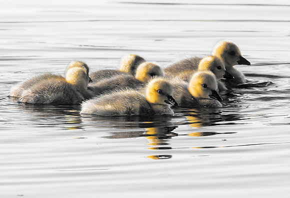 14WL4 Gosling At Daybreak