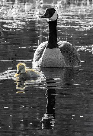 14WL3 Gander Gosling
