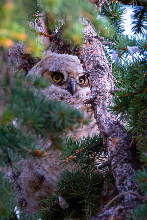 14WL9 Hidden Owlet