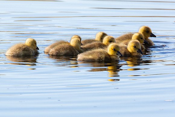 14WL13 Goslings at Day Break