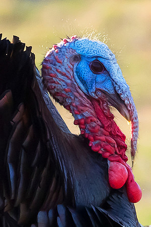 Tom Turkey #1, closeup
