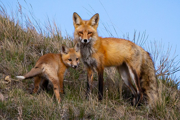Fox and Kit