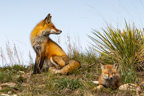 Fox on lookout