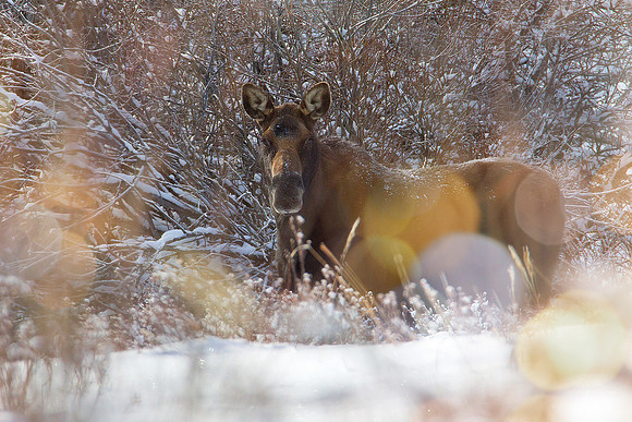 Moose 2