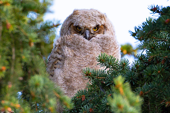 Owlet Stare