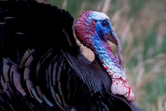 Turkey Hint of color