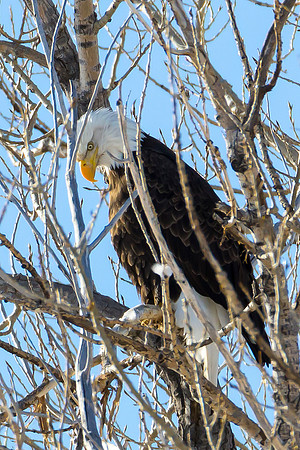 Bald Eagle looking down