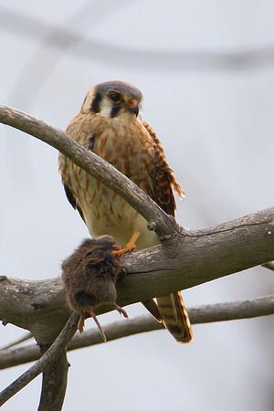 American Kestral 2