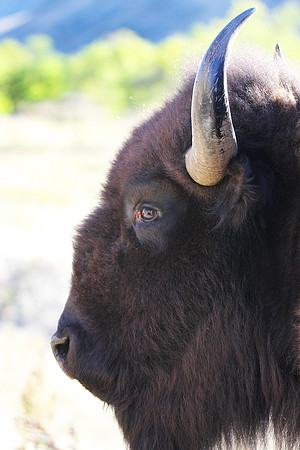 Bison Profile