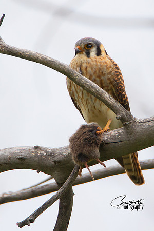 American Kestrel