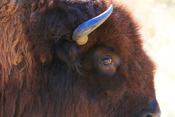 Bison Closeup #2