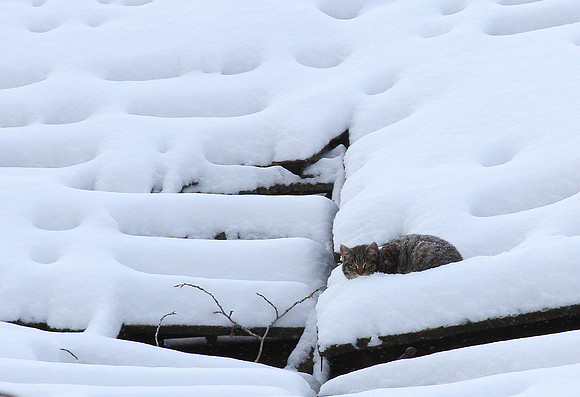 Cat on Roof