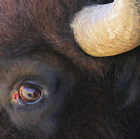 Bison Eye Closeup