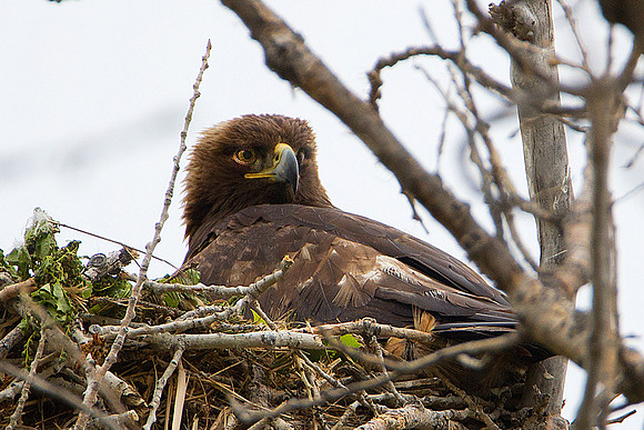 Golden Eagle
