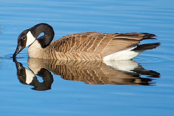 goose