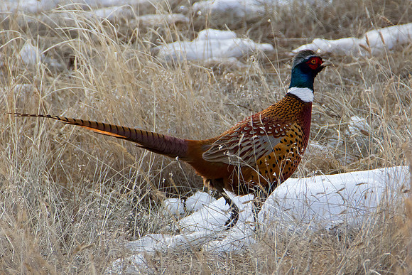 Pheasant