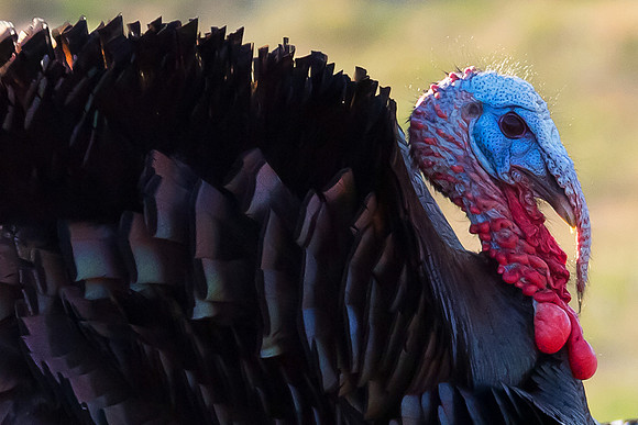 Tom Turkey #1