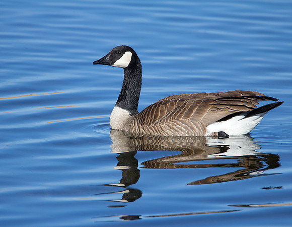 Goose 2