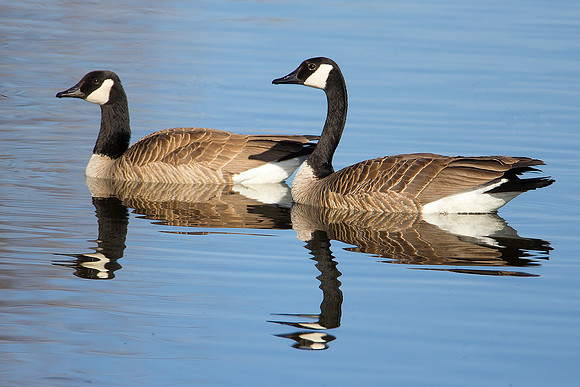 Tandem Geese