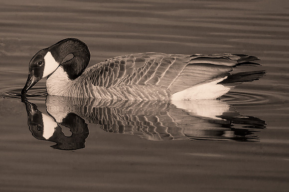 Goose in Sepia