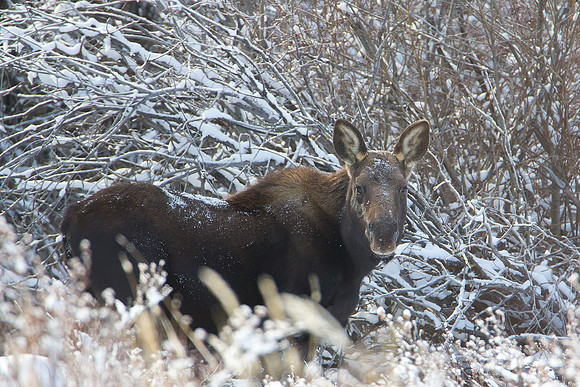 Moose 1
