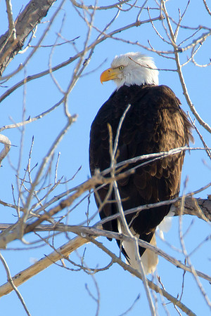 Bald Eagle 2