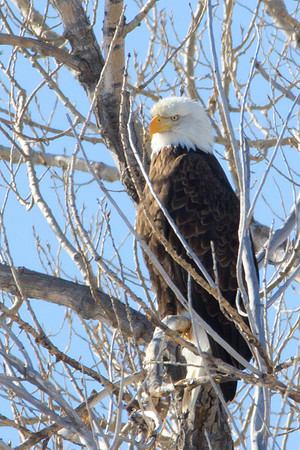 Bald Eagle