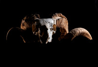Ram Skull
