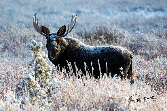Frosted Morning #3