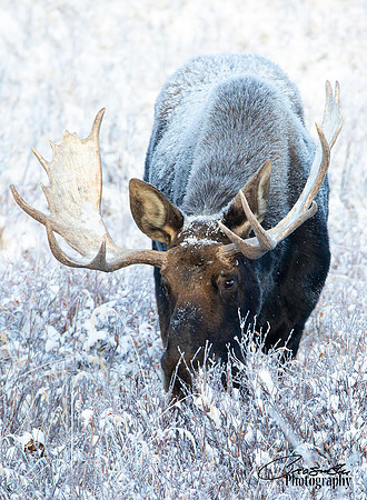Frosty Moose